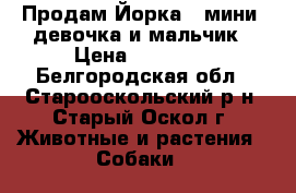 Продам Йорка ( мини) девочка и мальчик › Цена ­ 10 000 - Белгородская обл., Старооскольский р-н, Старый Оскол г. Животные и растения » Собаки   